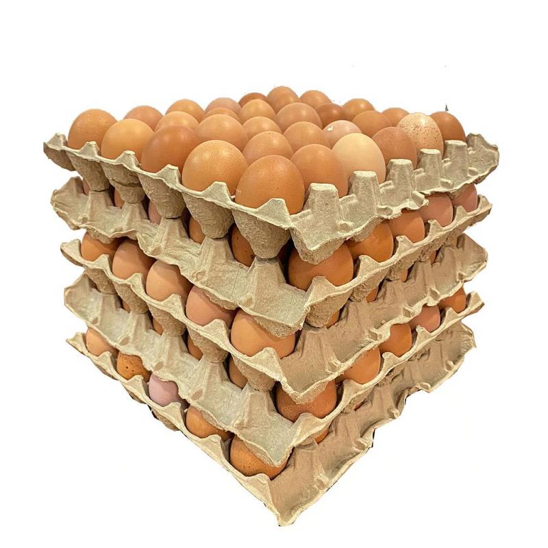 Imagen ilustrativa de Maple Color (30huevos) huevos de gallinas de pastoreo