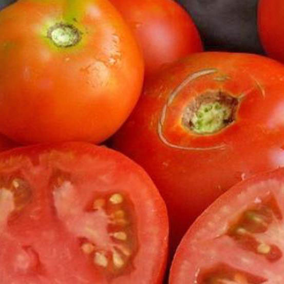 Imagen ilustrativa de Tomate agroecológico 1k